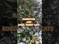 KOKO FUNNY CATS AND RAMBUTAN FLOWERS  #love #funnycats #zuhrighulam
