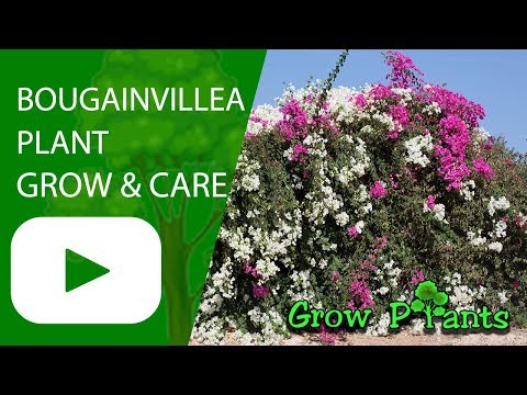Bougainvillea plant - grow & care (Strong and beauty)