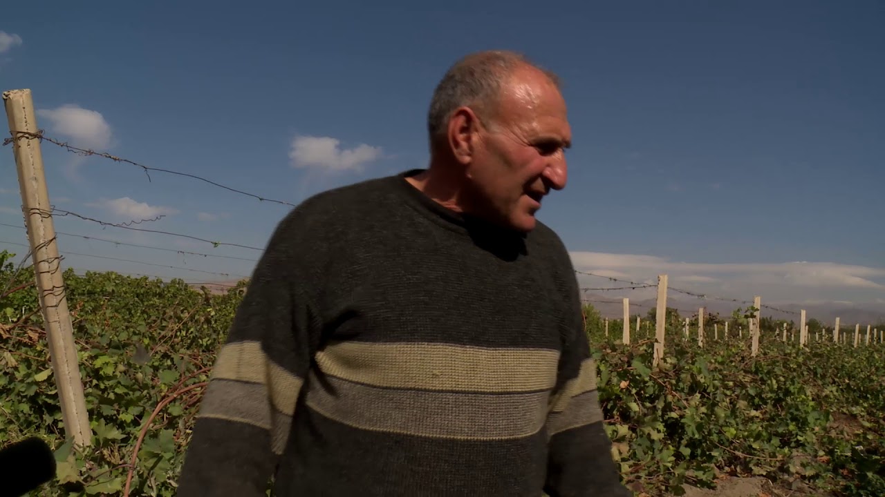 Պայքար խաղողի ձմեռային ցրտահարությունների դեմ