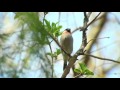 ウソ(2)鳴き声(秋ヶ瀬公園) - Eurasian Bullfinch - Wild Bird - 野鳥 動画図鑑