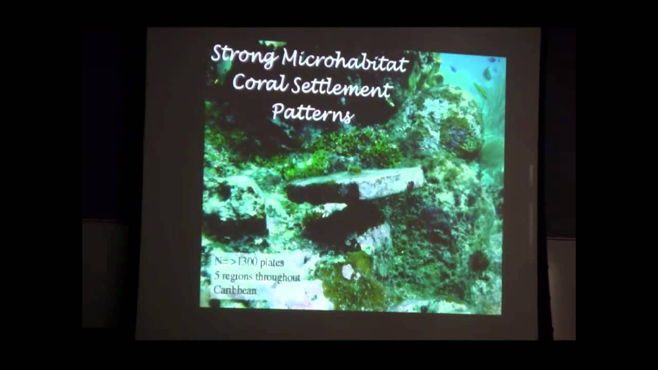 Robert Steneck - Benthic algae and the coral recruitment potential of Caribbean reefs