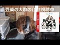 豆柴の大群とBisHのCDTVの年越しライブを見る