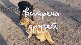 Коты не поделили территорию!!! Коты не поделили территорию!!!