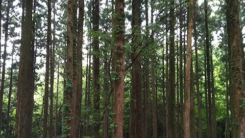 넓고 얕은 프로그래밍 방송 OKdevTV - django girls tutorial #2, git