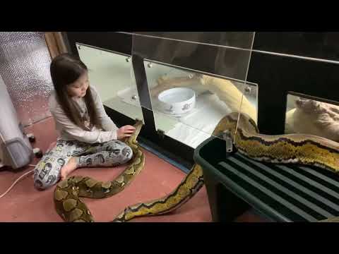 Wrangling Reticulated Python