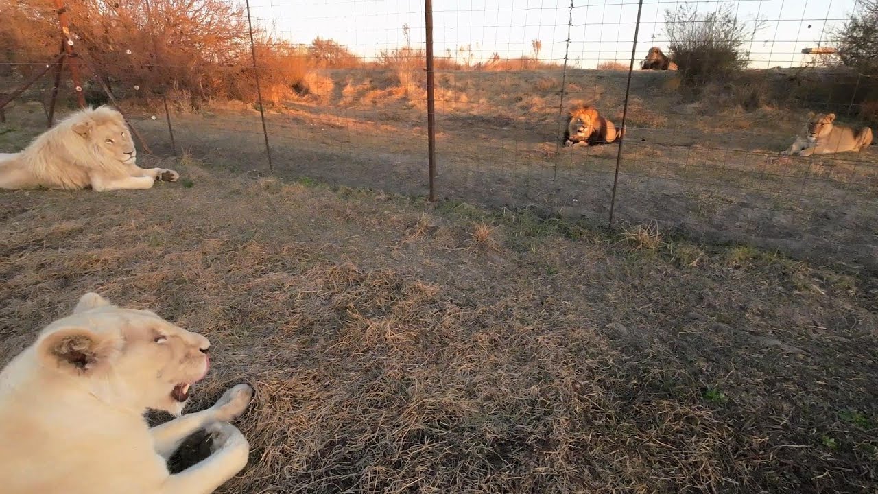 Вот такие соседи.