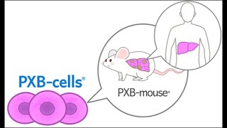PXB-cells | 株式会社フェニックスバイオ