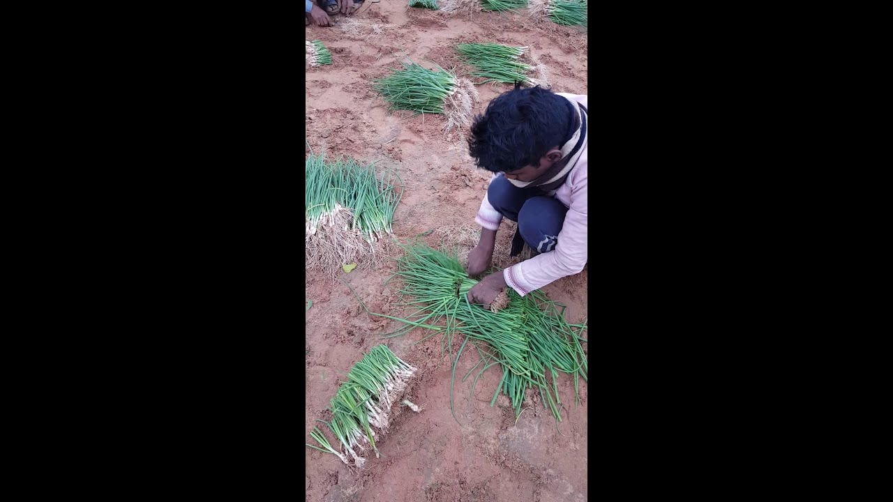 فنون زراعيه | حلقه 1 | طريقة زراعة البصل