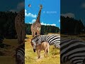 A lion pride hunts a zebra #shorts #animals #viralvideo