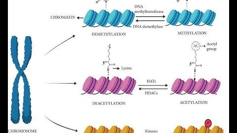 Histone Methylation, Acetylation and Phosphorylation; post translational modifications PTMs