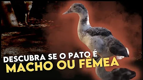Qual é o nome da mulher do pato animal?