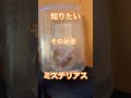 アイドルのようなゴルハム一家#shorts #ハムスター