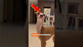 ​¡No es un peluche, es un misil! 🚀🐕 #galgo #animales #viral #viralanimals