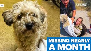 Missing dog rescued from storm drain nearly a month after disappearing