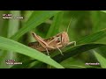 Nikon P1000 3000mm 2019 insect昆虫(その8)4K