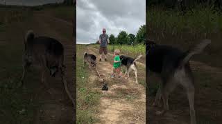 Toddler Gets Clotheslined by Dogs Unintentionally