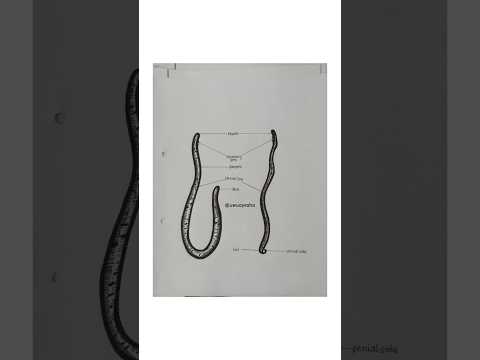 Ascaries Lumbricoids Practical