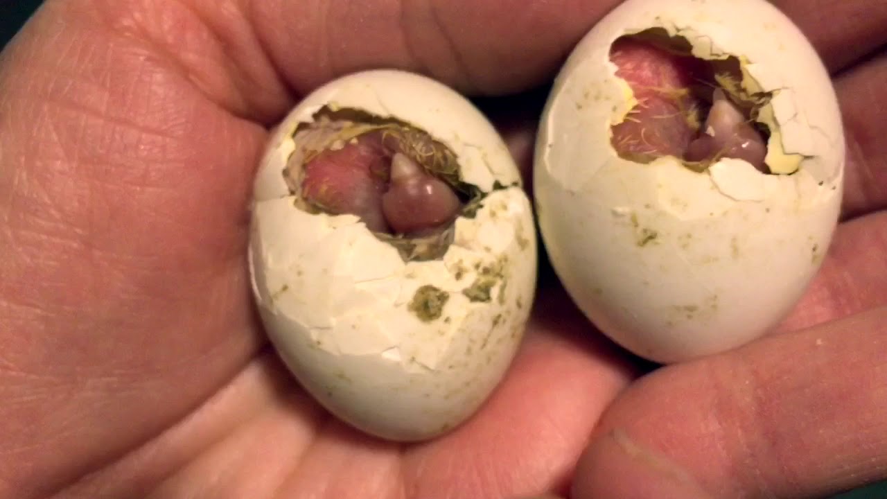 Вылуп пискунов...