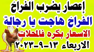 اسعار الفراخ البيضاء اليوم سعر الفراخ البيضاء اليوم الاربعاء 2023/9/13 في مصر