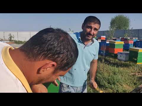 Video: Təcrübəsiz Arıçılar üçün Məsləhət. Hissə 1