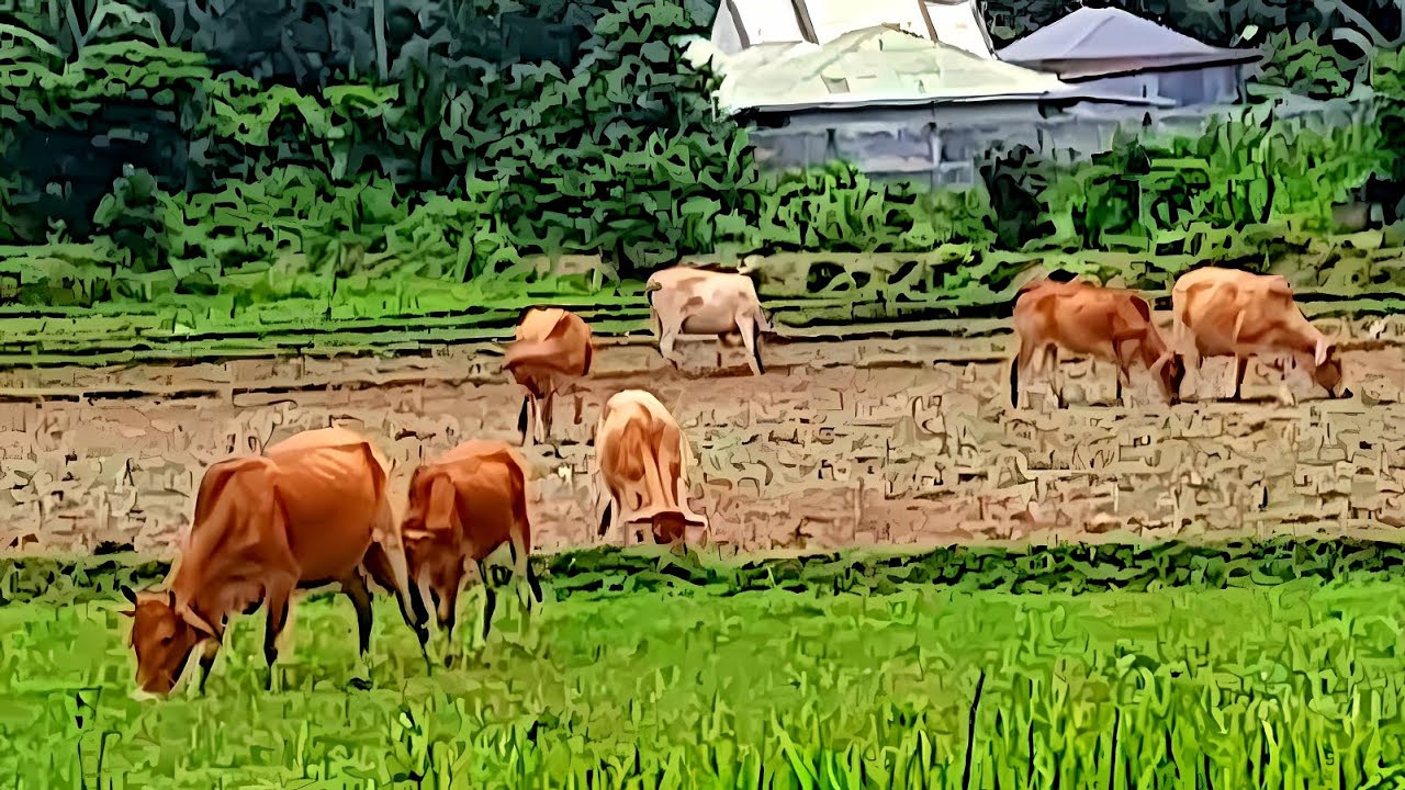 Sapi Sapi Tree SAPI SAPI LUCU,SAPI MOO,SUARA SAPI,KUMPILAN SAPI ,LEMBU JINAK. - YouTube