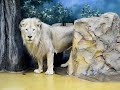 В казанском зоопарке «Река Замбези» поселились белые львы Крикс и Каспер