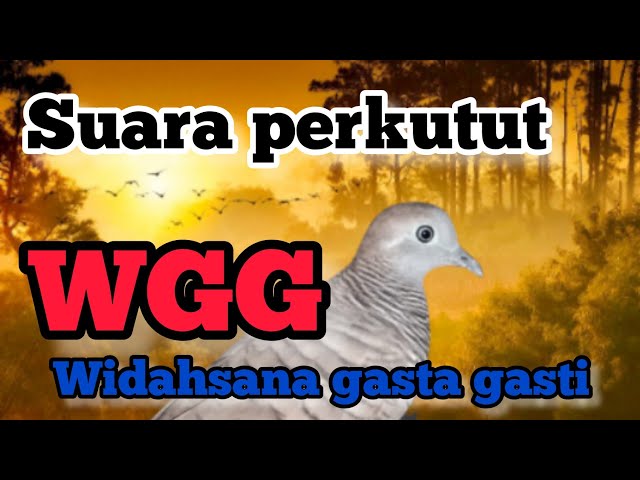 SUARA PERKUTUT LOKAL WGG widahsana gasta gasti class=