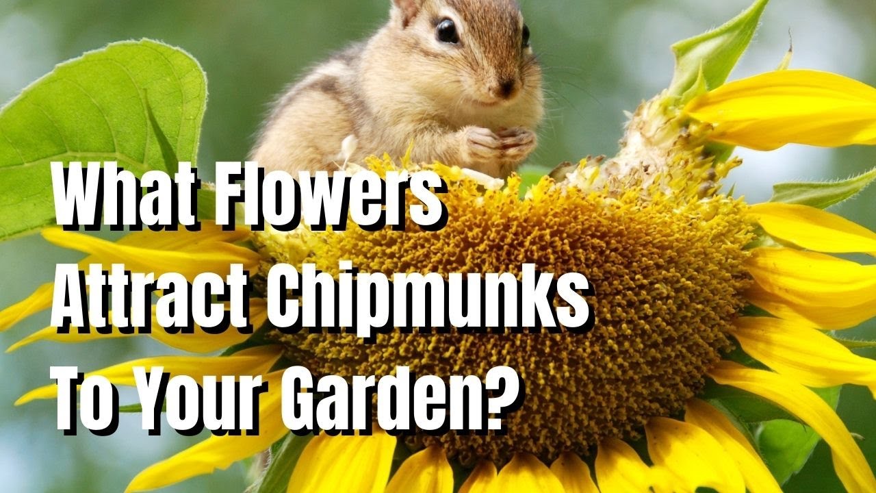 Chipmunks What Flowers Attract Them? The Walled Nursery YouTube