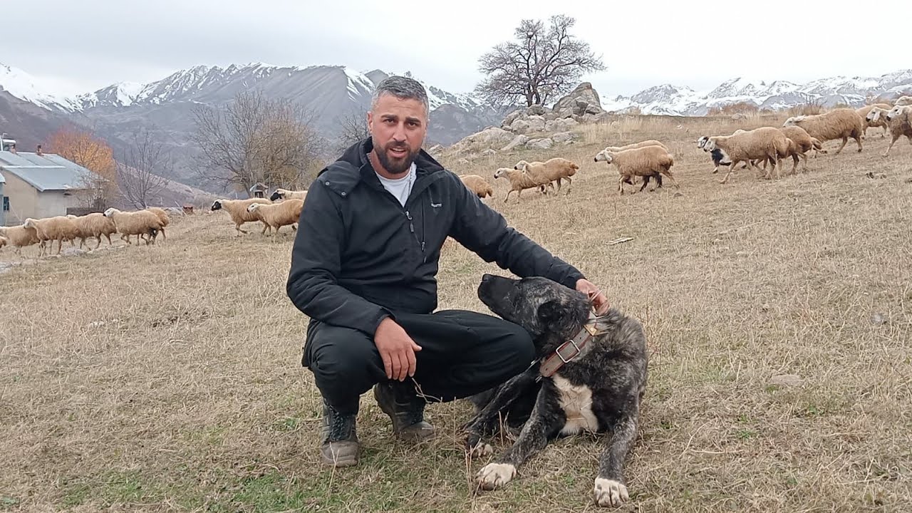 Munzur'da göçebe bir hayat (Bir ailenin yayla hikayesi) @UmutYildiz.6262