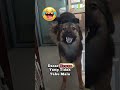 lagi berkuda lari cepat😂 #anjinglucu #ketawangakak #animals #vidio #youtubeshorts #short