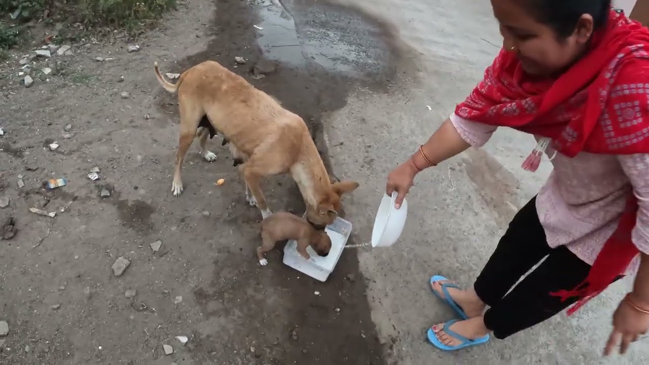 Koi Aage Nahi Aaya 😱 Insaniyat Sharminda