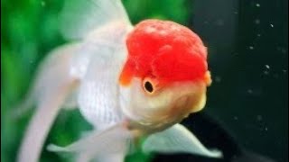 Do Goldfish Eat Algae?