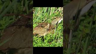 American Bittern call  #birds #birding #birdcalls #birdwatching #wetlandbirds #wildliferefuge