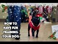 How To Have Fun Training Your Dog - Talking Dogs Rally - Dog Training Class How To Have Fun Training Your Dog - Talking Dogs Rally - Dog Training Class