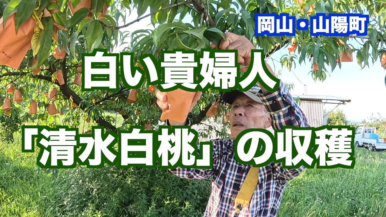 白桃の女王「清水白桃」の収穫。岡山県赤磐市山陽町。（映像