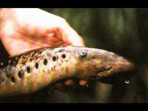 ቪዲዮ: Lampreys ን እንዴት እንደሚይዙ