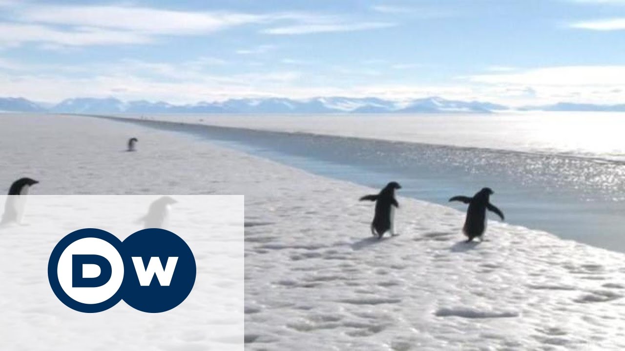 dworkin Антарктика: нова найбільша у світі заповідна зона