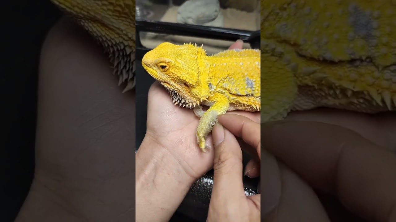 Bearded Dragon’s Skin Shedding – Glow-Up Level 100 