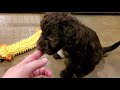 Chocolate Brown Male Portuguese Water Dog Puppies の動画、YouTube動画。