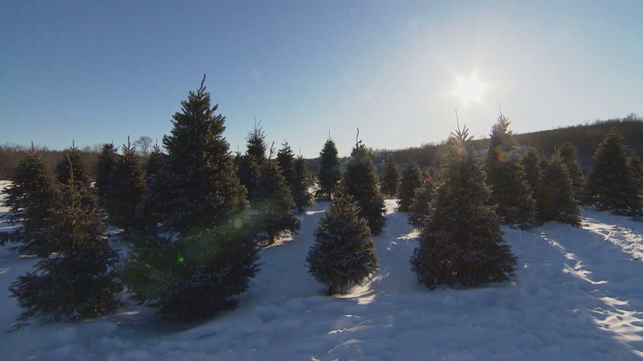 Holiday headache Christmas trees in short supply, cost more this year