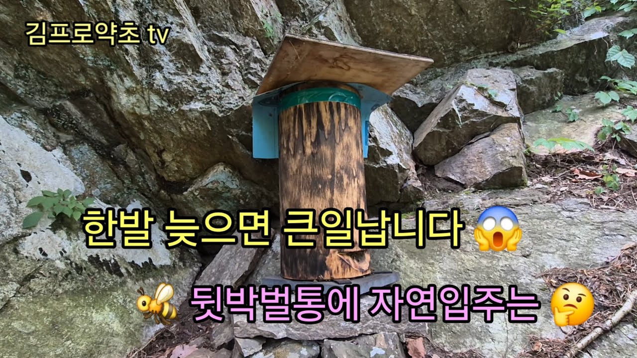 토종벌 청소 한발 늦으면 큰일납니다 👈 방치해둔 뒷박벌통에 자연입주는 😱