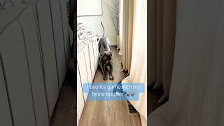 Favorite game 🐶😺#catdogfriends#питомцы#канекорсо#doglife#шортс#shorts#кот#собачники#cat