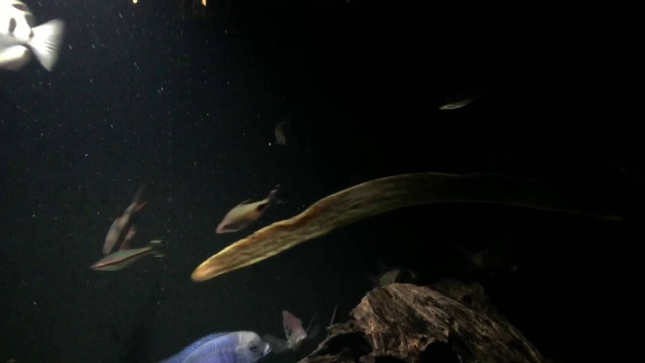 Gymnothorax Polyuranodon YouTube