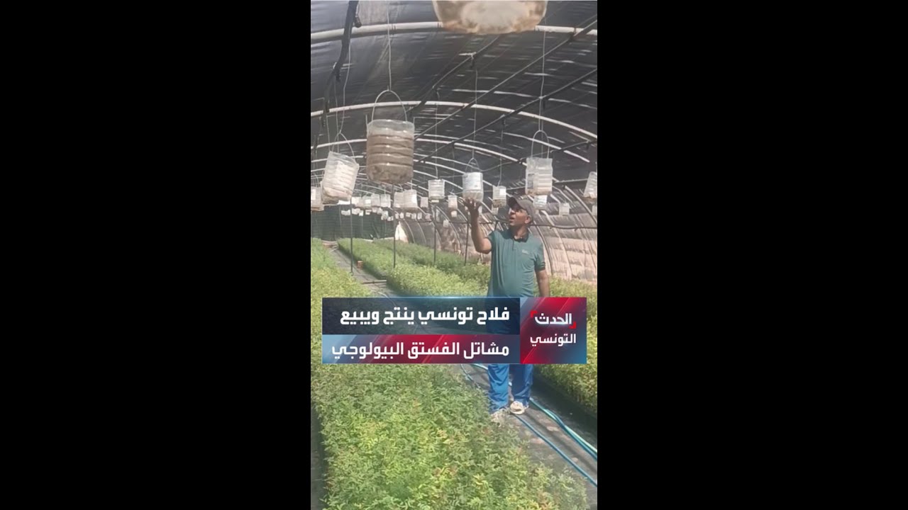 فلاح تونسي ينتج مشاتل الفستق البيولوجي