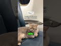 Das Fünf Stunden Flugabenteuer dieser Katze😺✈ #shorts (@louieandtodd)