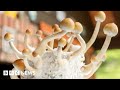 Magic Mushroom Drug Can Treat Severe Depression Trial Suggests BBC News Magic Mushroom Drug Can Treat Severe Depression Trial Suggests BBC News
