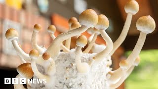 Magicmushroom drug can treat severe depression, trial suggests  BBC News