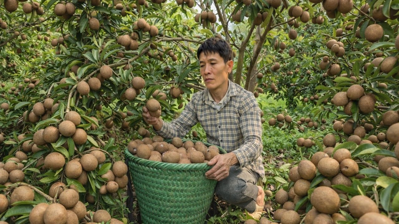 I Harvested Fresh Sapodilla from Garden, go to market to sell & Built ...