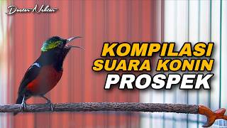 MASTERAN KOMPILASI SUARA BURUNG KONIN GACOR FULL ISIAN CILILIN - BREN CIBLEK COCOK UNTUK KOLIBRI