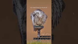 حر على وكره توفى ولا طاح. شف هيبته عن طيحته كيف عيت